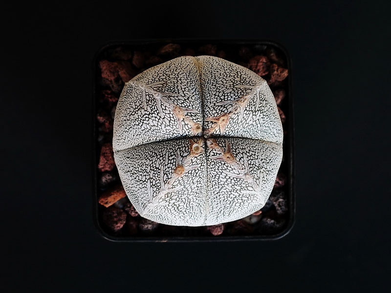 Astrophytum myriostigma cv Onzuka quadricostatum V type